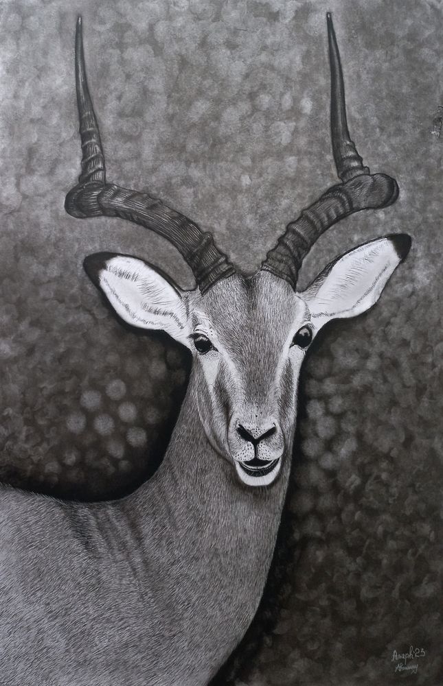Antelope