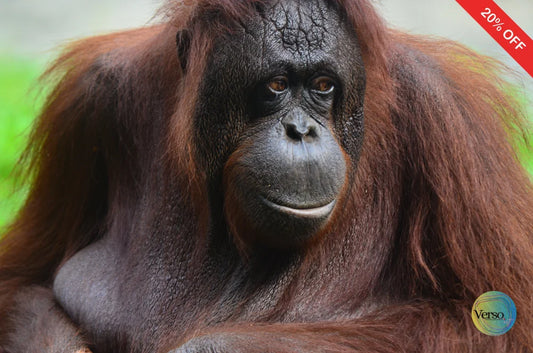 Orang Utan 60 x 40 cm / Pen & Ink / Unframed, shipped in roll