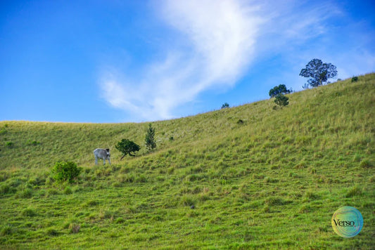 Sabana (Savanna) 60 x 40 cm / Print / Unframed, shipped in roll