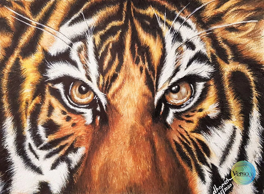 Tiger eyes 22.7 x 16.6 cm / Colored pencils / Unframed, shipped in roll