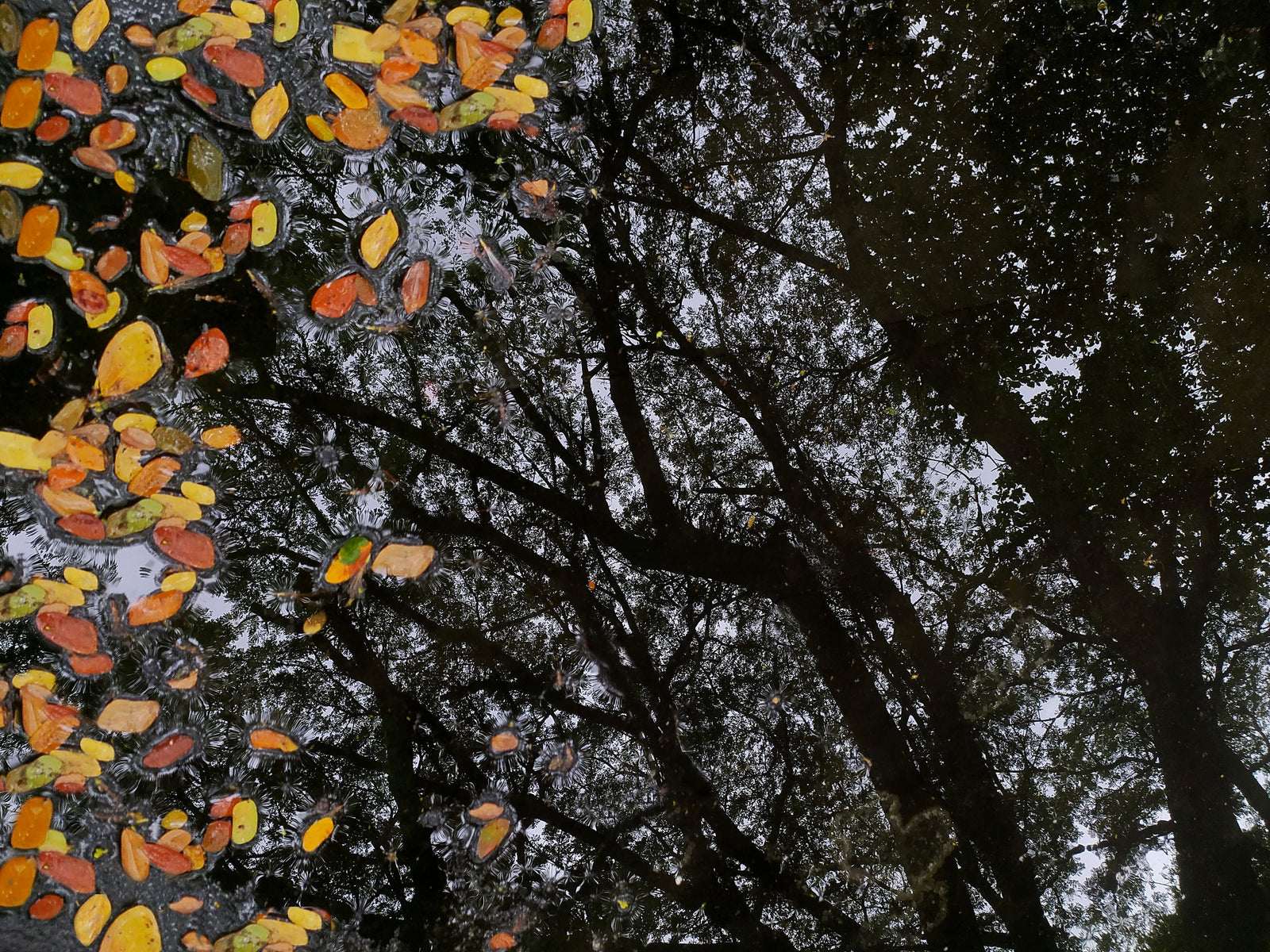 Autumn Embrace