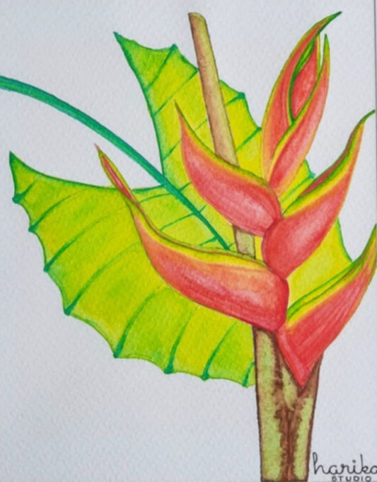 La Señora Heliconia