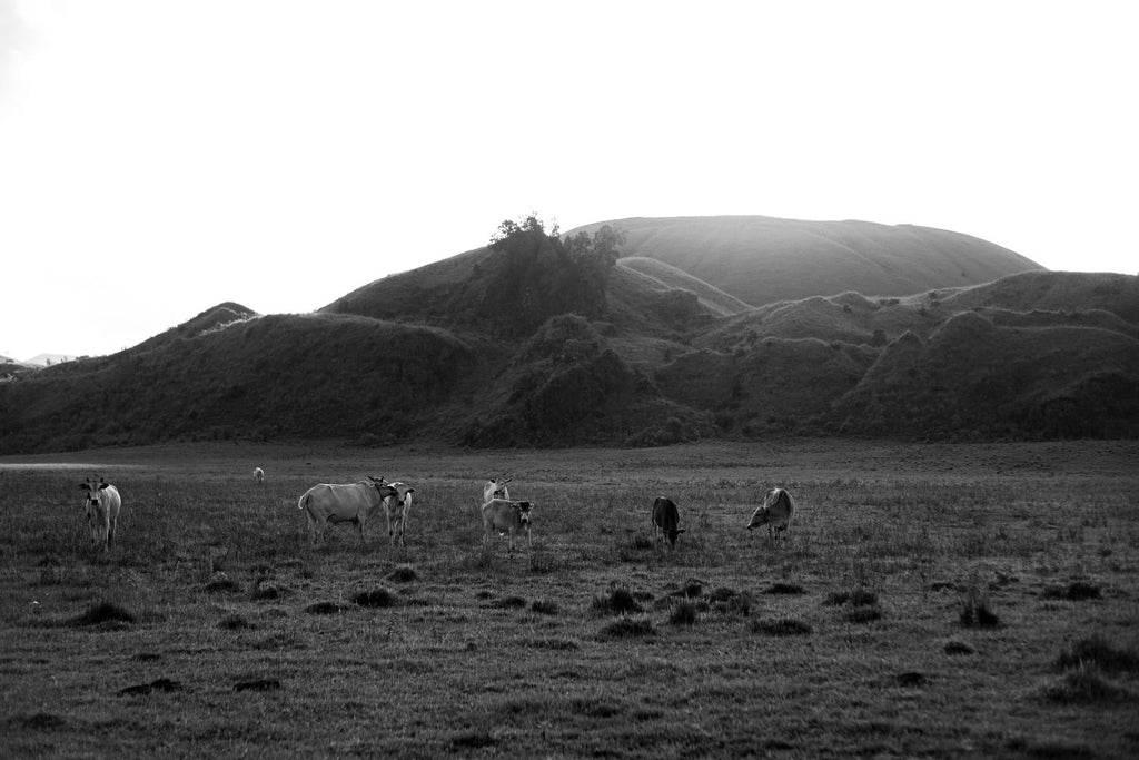 Kawanan Sapi (Herd of Cows)
