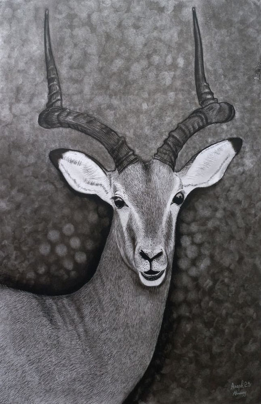 Antelope