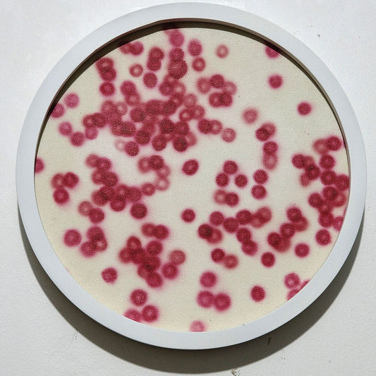 Erythrocytes Composition Microview no.122