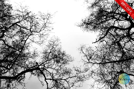 Black Forest 60 x 40 cm / Print / Unframed, shipped in roll