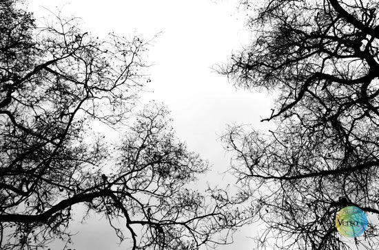 Black Forest 60 x 40 cm / Print / Unframed, shipped in roll