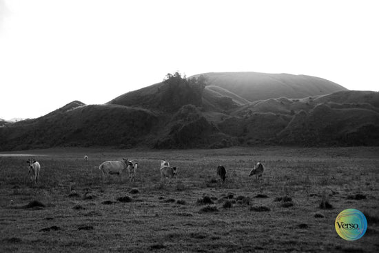 Kawanan Sapi (Herd of Cows) 60 x 40 cm / Print / Unframed, shipped in roll