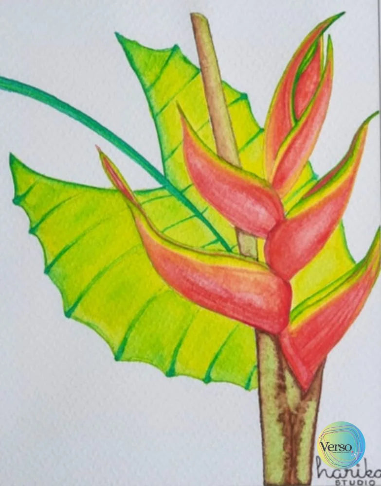 La Señora Heliconia 20 x 24.7 cm / Watercolor / Unframed, shipped in roll