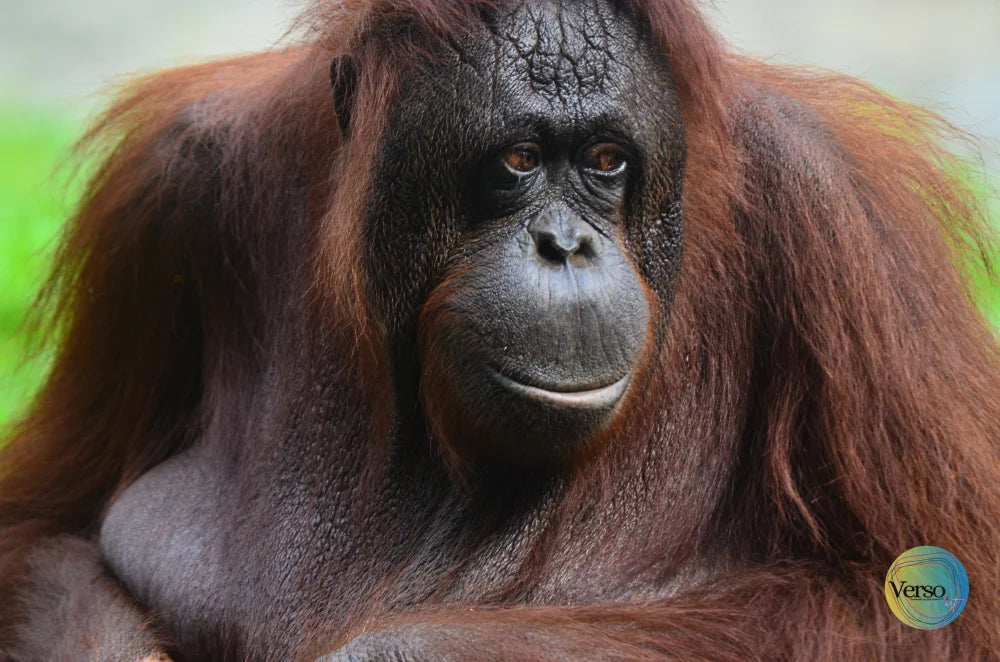 Orang Utan 60 x 40 cm / Pen & Ink / Unframed, shipped in roll