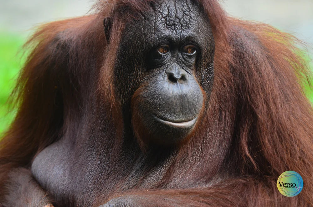 Orang Utan 60 x 40 cm / Pen & Ink / Unframed, shipped in roll