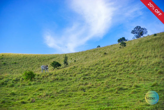 Sabana (Savanna) 60 x 40 cm / Print / Unframed, shipped in roll