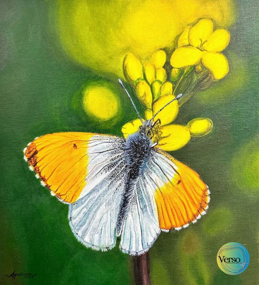 The Orange-tip Butterfly 12 x 13.5 cm / Acrylic / Unframed, shipped in roll
